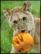 Regal beasts from Africa made to pose with Halloween decor at Whipsnade Zoo