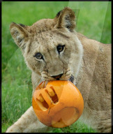 Regal beasts from Africa made to pose with Halloween decor at Whipsnade Zoo