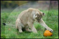 Regal beasts from Africa made to pose with Halloween decor at Whipsnade Zoo