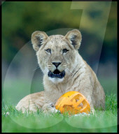 Regal beasts from Africa made to pose with Halloween decor at Whipsnade Zoo