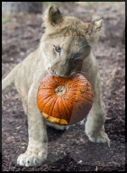 Regal beasts from Africa made to pose with Halloween decor at Whipsnade Zoo