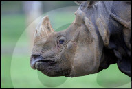 Regal beasts from Africa made to pose with Halloween decor at Whipsnade Zoo