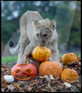 Regal beasts from Africa made to pose with Halloween decor at Whipsnade Zoo