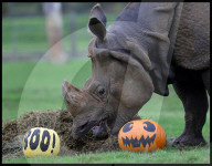Regal beasts from Africa made to pose with Halloween decor at Whipsnade Zoo