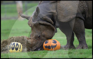 Regal beasts from Africa made to pose with Halloween decor at Whipsnade Zoo