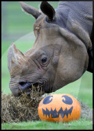 Regal beasts from Africa made to pose with Halloween decor at Whipsnade Zoo