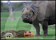 Regal beasts from Africa made to pose with Halloween decor at Whipsnade Zoo