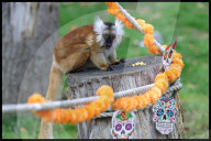 Regal beasts from Africa made to pose with Halloween decor at Whipsnade Zoo
