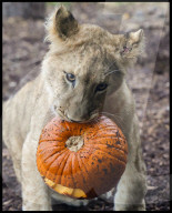Regal beasts from Africa made to pose with Halloween decor at Whipsnade Zoo