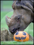 Regal beasts from Africa made to pose with Halloween decor at Whipsnade Zoo