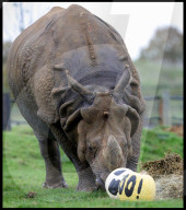 Regal beasts from Africa made to pose with Halloween decor at Whipsnade Zoo