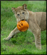 Regal beasts from Africa made to pose with Halloween decor at Whipsnade Zoo