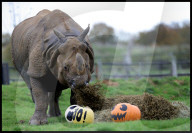 Regal beasts from Africa made to pose with Halloween decor at Whipsnade Zoo
