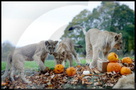 Regal beasts from Africa made to pose with Halloween decor at Whipsnade Zoo