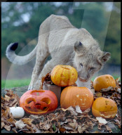 Regal beasts from Africa made to pose with Halloween decor at Whipsnade Zoo