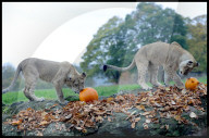 Regal beasts from Africa made to pose with Halloween decor at Whipsnade Zoo