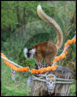 Regal beasts from Africa made to pose with Halloween decor at Whipsnade Zoo
