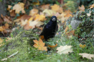 All Saints' Day In Krakow