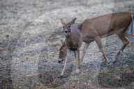 Wildlife At The Oxbow Nature Conservancy 