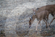Wildlife At The Oxbow Nature Conservancy 