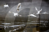 Wildlife At The Oxbow Nature Conservancy 