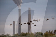 Pollution And Wildlife: Miami Fort Power Station