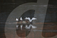 Black-headed Gull Seen In Kathmandu, Nepal