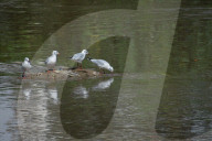 Black-headed Gull Seen In Kathmandu, Nepal