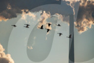 Pollution And Wildlife In Indiana And Ohio