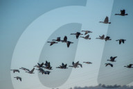 Pollution And Wildlife In Indiana And Ohio