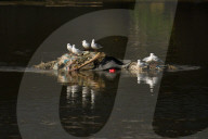 Black-headed Gulls Over Bagmati River