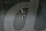 Black-headed Gulls Over Bagmati River
