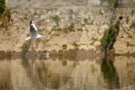 Black-headed Gulls Over Bagmati River