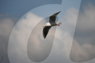 Black-headed Gulls Over Bagmati River