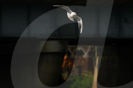 Black-headed Gulls Over Bagmati River