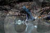 Great Blue Heron Hunting For Fish