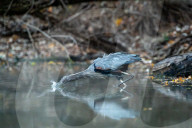 Great Blue Heron Hunting For Fish