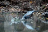 Great Blue Heron Hunting For Fish