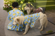 Dogs Take The Spotlight At Garden Party Fashion Show In Tangerang