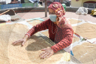 Traditional Rice Harvesting In Nepal