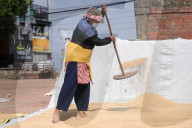 Traditional Rice Harvesting In Nepal