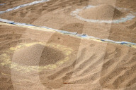 Traditional Rice Harvesting In Nepal
