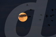 Full Moon of Raas Purnima 