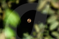 Beaver Supermoon Rises Through Clouds and Trees in Tehatta