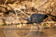 Wildlife At The Oxbow Nature Conservancy 