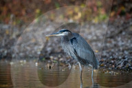 Wildlife At The Oxbow Nature Conservancy 