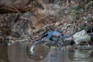 Wildlife At The Oxbow Nature Conservancy 