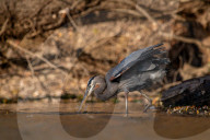 Wildlife At The Oxbow Nature Conservancy 