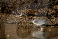 Wildlife At The Oxbow Nature Conservancy 