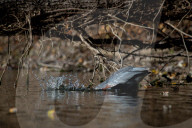 Wildlife At The Oxbow Nature Conservancy 